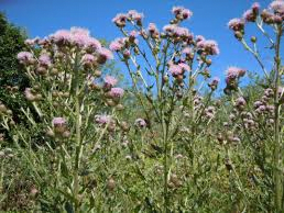 DESTRUCTION DES CHARDONS (Cirsium arvence)